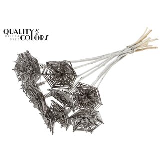 QC Rotan Lata Spinnenweb op stok | Kleur: Platinakleurig | Lata Spiderweb platte Bijsteker | Lengte ± 50 centimeter | 10 bijstekers per bos