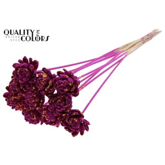 QC Shola Rose on stem | Colour: Speckled Lilac-coloured Yellow | Shola New Beauty Rose | Diameter 6 centimetre | Length ± 50 centimetre | 10 picks per bunch | Per bunch