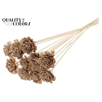 QC Shola Dahlia mit Wachs am Stiel | Kleur: Beige | Shola Dhalya | Durchmesser 6 centimeter | Länge ± 50 centimeter | 10 Stecker pro Bund | Pro Bund