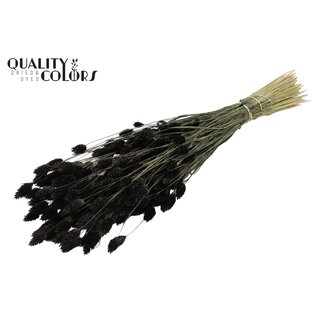 QC Phalaris séchée | Couleur : Noir | Herbe des Canaries Fleurs séchées | Longueur ± 60 centimètres | Poids 220 grammes | Par bouquet