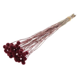 QC Craspedia séchée | Couleur : Bordeaux | Fleurs séchées Drumsticks | Longueur ± 70 centimètres | 10 tiges par bouquet | Par bouquet