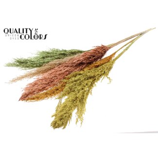 QC Gedroogde Pampas Pluimen “Summer Mix” | Kleur: Gemengde Kleuren | Pampas Droogbloemen | Lengte ± 100 centimeter | 5 pluimen per bos | Per bos