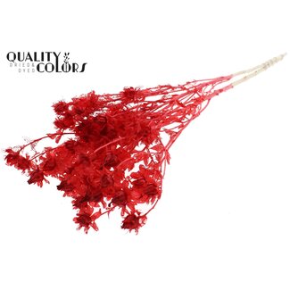 QC Dried Bleached Carthamus | Colour: Red | Safflower or Bidens Dried Flowers | Length ± 70 centimetres | Per bunch