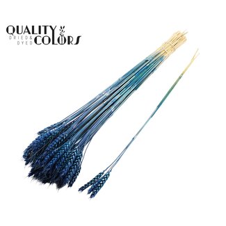 QC Gedroogde Tarwe | Kleur: Donkerblauw | Triticum Droogbloemen | Lengte ± 55 centimeter | 3 takjes per toefje | 25 toefjes per bos | Per bos