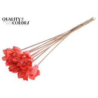 QC Shola Wooden Rose on Stem | Colour: Coral | Shola Dear Holly Stem | Rose Diameter 6 centimetres | Stem Length ± 50 centimetres | 10 stems per bunch