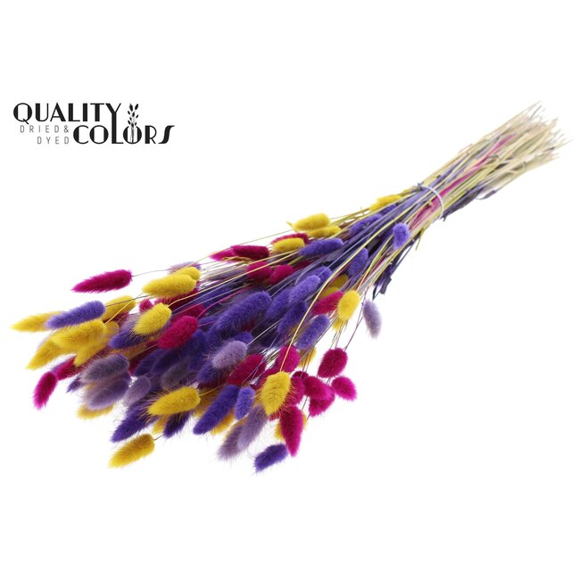 Queue de Lièvre Séchée Premium | Coloré 11 | Couleur : Couleurs Mélangées | Fleurs séchées Lagurus Ovatus | Longueur ± 70 centimètres | Poids 100 grammes | Par bouquet