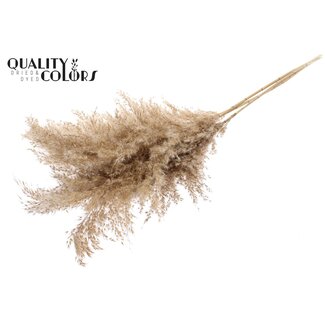 QC Gedroogde Pampas Pluimen | Kleur: Naturelle Bruin | Pampas Droogbloemen | Lengte ± 100 centimeter | 5 pluimen per bos | Per bos