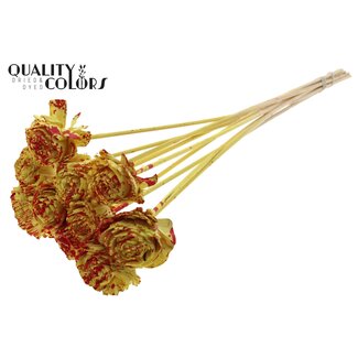 QC Shola Rose on Stem | Colour: Speckled Yellow Red | Shola Beauty Rose | Diameter 6 centimeter | Length ± 50 centimeter | 10 picks per bunch | Per bunch