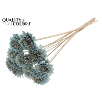 QC Shola Zinnia Bloem op stok | Kleur: Lichtblauw | Shola Zinia | Diameter 6 centimeter | Lengte ± 50 centimeter | 10 bijstekers per bos | Per bos