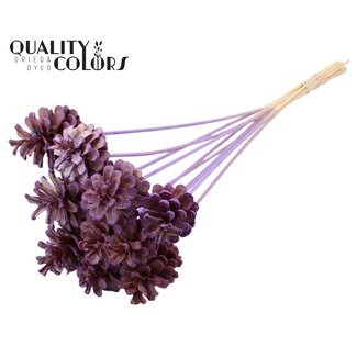 QC Gebleekte Dennenappel op stok | Kleur: Milkapaars | Diameter 5 - 7 centimeter | Lengte ± 50 centimeter | 10 bijstekers per bos