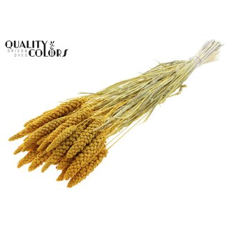 QC Getrocknete gebleichte Hirse | Farbe: Gelb | Pennisetum Trockenblumen | Länge ± 70 Zentimeter | Gewicht 200 Gramm | Pro Bund