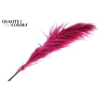 QC Dried Pampas Plumes | Colour: Cherry-Coloured | Length ± 175 centimetres | Per plume