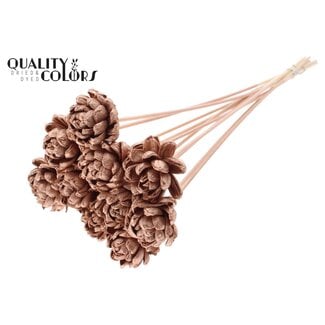 QC Shola rose on stem | Colour: Copper-coloured | Shola New Beauty Rose | Diameter 6 centimeter | Length ± 50 centimeter | 10 picks per bunch | Per bunch