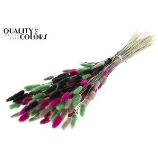 QC Gedroogde Hazenstaartjes Premium | Kleurrijk 8 | Kleur: Gemengde Kleuren | Lagurus Ovatus droogbloemen | Lengte ± 70 centimeter | Gewicht 100 gram | Per bos