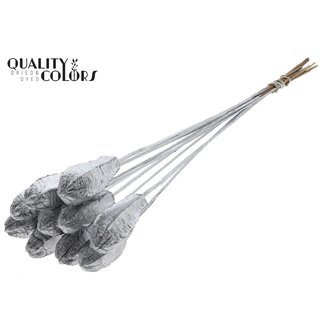 QC Mahonie Zaadpeul op stok | Kleur: Zilverkleurig | Swietenia Mahagoni Droogvruchten Bijsteker | Lengte bijsteker ± 50 centimeter | 10 bijstekers per bos