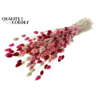 QC Getrocknete Phalaris "Lady Mix" | Farbe: Gemischte Farben | Kanariengras Trockenblumen | Länge ± 60 Zentimeter | Gewicht 220 Gramm | Pro Bund