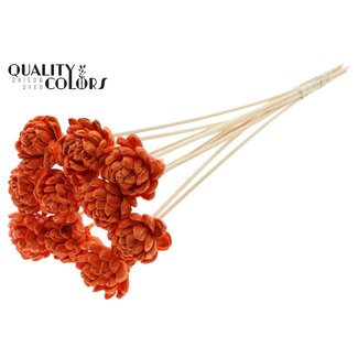 QC Shola Houten Roos met was op stok | Kleur: Oranje | Sola New Beauty Rose | Diameter 6 centimeter | Lengte ± 50 centimeter | 10 bijstekers per bos | Per bos