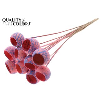 QC Gedroogde Bellgums | Kleur: Gespetterd Roze Milkapaars | Bell Cup Bijsteker | Lengte ± 50 centimeter | 10 bijstekers per bos