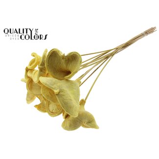 QC Bleached Badam on stick | Colour: Yellow | Length of stick ± 50 centimetres | 10 sticks per bunch