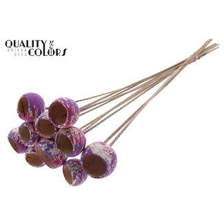 QC Gedroogde Bellgums | Kleur: Meerkleurig Kerskleurig Milkapaars | Bell Cup Bijsteker | Lengte ± 50 centimeter | 10 bijstekers per bos