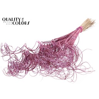 QC Feuille de Palmier Séchée Nerf | Curly Ting Ting | Couleur : Rose Métallique | Longueur ± 70 centimètres | 3 brindilles par bouquet | 33 bouquets par botte | Par botte