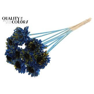 QC Shola Madelief Zonnebloem op stok | Kleur: Gespetterd Blauw Geel | Shola Daisy Sunflower | Diameter 6 centimeter | Lengte ± 50 centimeter | 10 bijstekers per bos | Per bos