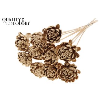 QC Shola Rose on stem | Colour: Antique Gold-coloured | Shola New Beauty Rose | Diameter 8 centimetre | Length ± 50 centimetre | 10 picks per bunch | Per bunch
