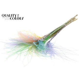 QC Dried Stipa Feather Grass “Pastel Prism” | Colour: Mixed Colours | Stypha Penata Dried Flowers | Length ± 60 centimetres | 10 plumes per bunch | Per bunch