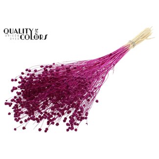 QC Dried Bleached Linen Flax | Colour: Lilac | Linum Dried Flowers | Length ± 70 centimetres | Weight 100 grams | Per bunch