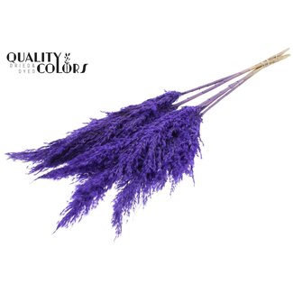 QC Gedroogde Pampas Pluimen | Kleur: Frosted Paars | Pampas Droogbloemen | Lengte ± 100 centimeter | 5 pluimen per bos | Per bos