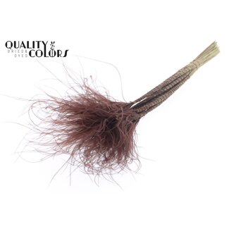 QC Stipa Pennée Séchée | Couleur : Brun | Stypha Penata Fleurs Séchées | Longueur ± 60 centimètres | 10 plumets par bouquet | Par bouquet