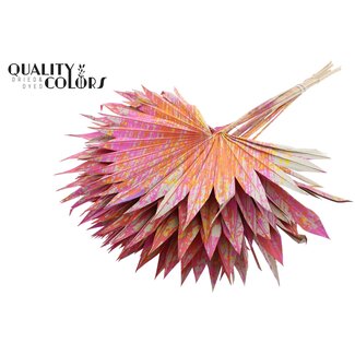 QC Palmier séché Sun Spear | Couleur : Multicolore Cerise | Feuilles de palmier en forme d'éventail | Longueur ± 50 centimètres | 10 branches par bouquet | Par bouquet