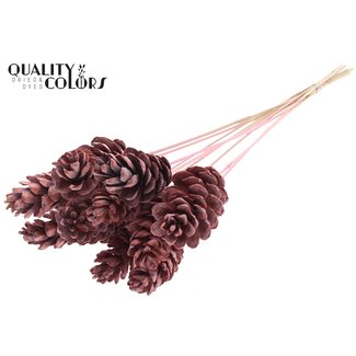 QC Strobus Pine Cone on Stick | Colour: Frosted Pink | Pine Cone Pick | Length ± 50 centimetres | 10 picks per bunch