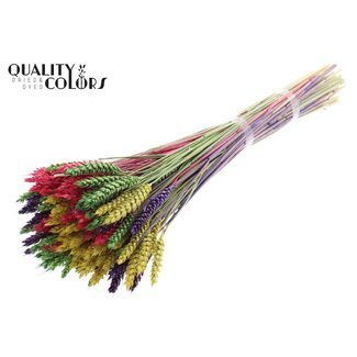 QC Getrockneter Weizen „Farbenfroh 2“ | Farbe: Gemischte Farben | Triticum Trockenblumen | Länge ± 60 Zentimeter | Gewicht 220 Gramm | Pro Bund