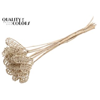 QC Rattan Lata Heart on stick | Colour: Natural Brown | Lata Heart flat Plant Stake | Length ± 50 centimetres | 10 stakes per bunch