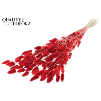 QC Gedroogde Hazenstaartjes Premium | Kleur: Rood | Lagurus Ovatus droogbloemen | Lengte ± 70 centimeter | Gewicht 100 gram | Per bos