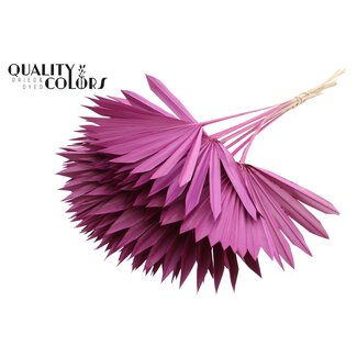 QC Palm Sun Spear séchée | Couleur : Lilas | Feuilles de palmier en forme d'éventail | Longueur ± 50 centimètres | 10 tiges par bouquet | Par bouquet