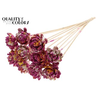 QC Shola Roos op stok | Kleur: Meerkleurig Kerskleurig Geel | Shola New Beauty Rose | Diameter 6 centimeter | Lengte ± 50 centimeter | 10 bijstekers per bos | Per bos