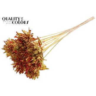 QC Shola flower on stem | Colour: Speckled Yellow Red | Shola Slice Pine | Diameter 6 centimeter | Length ± 50 centimeter | 10 stem picks per bunch | Per bunch