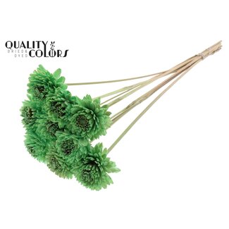 QC Shola Zinnia Flower on stem | Colour: Mint green | Shola Zinia | Diameter 6 centimeter | Length ± 50 centimeter | 10 additional picks per bunch | Per bunch