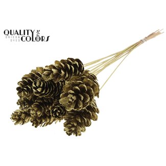 QC Pomme de pin Strobus sur bâton | Couleur : Doré | Pique à pomme de pin | Longueur ± 50 centimètres | 10 piques par bouquet