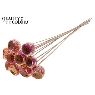 QC Dried Bellgums | Colour: Multicoloured Cherry Yellow | Bell Cup Pick | Length ± 50 centimetres | 10 picks per bunch