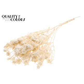 QC Gedroogde Gebleekte Carthamus | Saffloer of Bidens Droogbloemen | Lengte ± 70 centimeter | Per bos