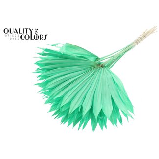 QC Dried Bleached Palm Sun | Colour: Mint Green | Fan-Shaped Palm Leaves | Length ± 50 centimetres | 10 stems per bunch | Per bunch
