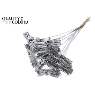 QC White Lady Posy on Stick | Colour: Silver | White Lady Posy Stick | Length ± 50 centimetres | 10 sticks per bunch