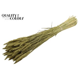QC Getrockneter Weizen | Farbe: Olivgrün | Triticum Trockenblumen | Länge ± 60 Zentimeter | Gewicht 220 Gramm | Pro Bund