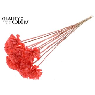 QC Shola Houten Karnish Bloem op stok | Kleur: Koraalkleurig | Shola Karnish Flower Bijsteker | Diameter bloem 6 centimeter | Lengte bijsteker ± 50 centimeter | 10 bijstekers per bos