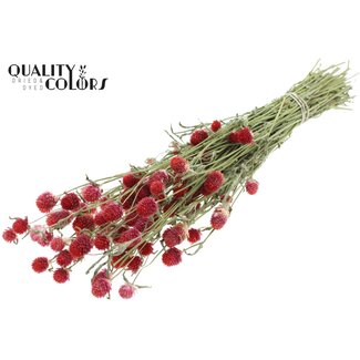QC Getrocknete Kugelamaranth | Farbe: Naturrot | Gomphrena Trockenblumen | Länge ± 55 Zentimeter | Gewicht 100 Gramm | Pro Bund