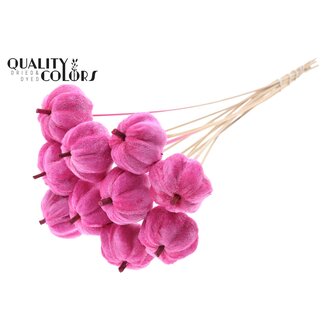 QC Fluwelen Pompoen op stok | Kleur: Kerskleurig | Pompoen Bijsteker | Diameter pompoen 6 centimeter | Lengte ± 50 centimeter | 10 bijstekers per bos