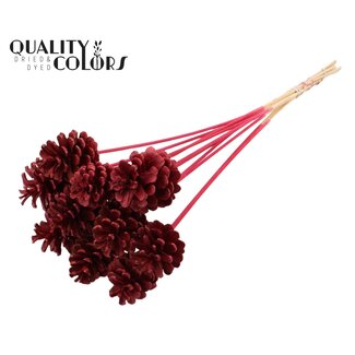 QC Gebleekte Dennenappel op stok | Kleur: Bordeauxrood | Diameter 5 - 7 centimeter | Lengte ± 50 centimeter | 10 bijstekers per bos